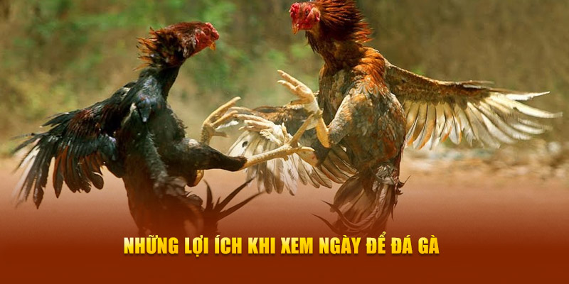 Những lợi ích khi xem ngày để đá gà
